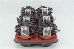 Bild von Basilicum Rood